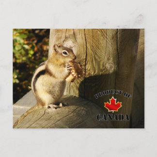 Carte Postale Chipmunk mangeant des champignons