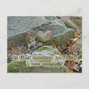 Carte Postale Chipmunk on Rock Items Anniversaire