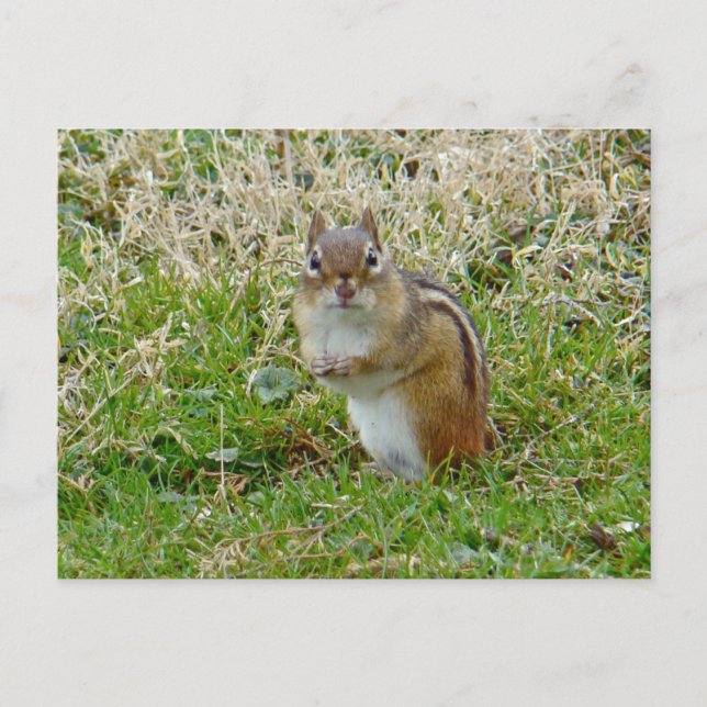 Carte Postale Chipmunk oriental (Devant)