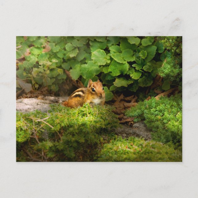 Carte Postale Chipmunk - Quelle mignonne (Devant)