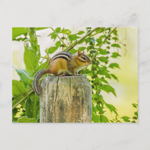Carte Postale Chipmunk sur un poteau de clôture