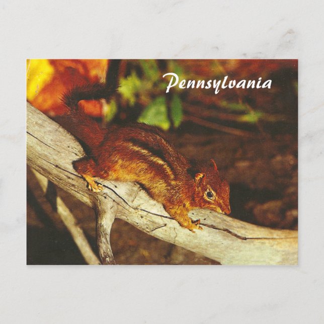 Carte Postale Chipmunk vintage (Devant)
