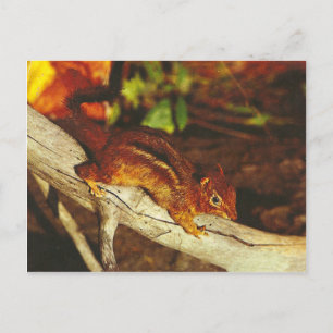 Carte Postale Chipmunk vintage