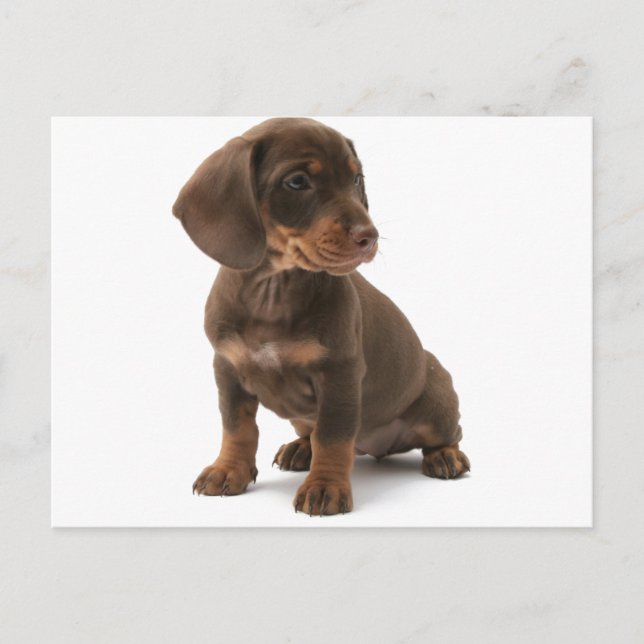 Carte postale Chipot Dachshund (Devant)