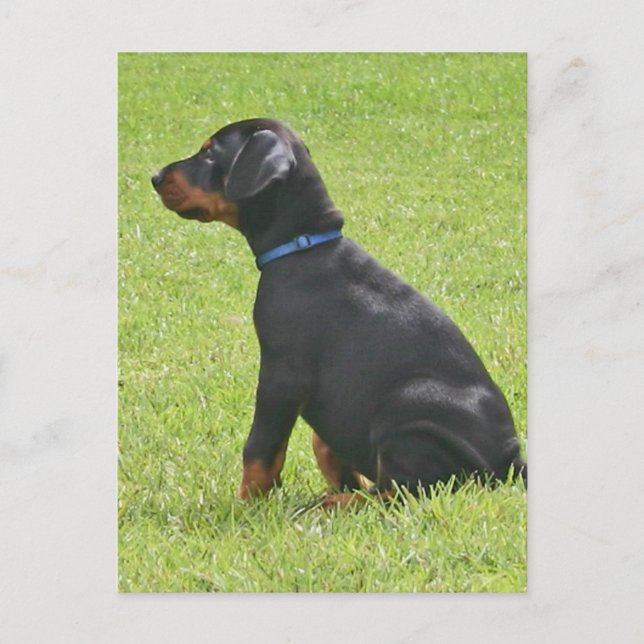 Carte postale Chipot Doberman Pinscher (Devant)