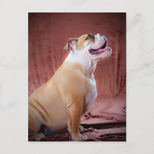 Carte Postale Chippon anglais Bulldog (Devant)