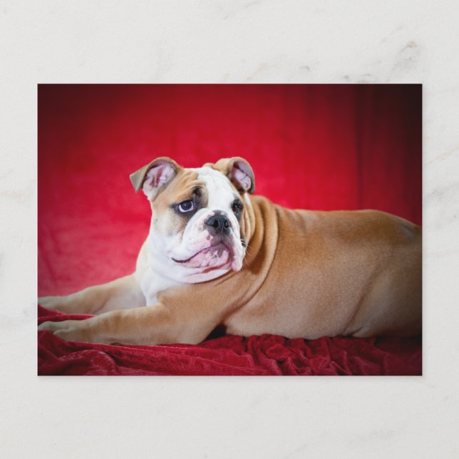 Carte Postale Chippon de Bulldog anglais (Devant)