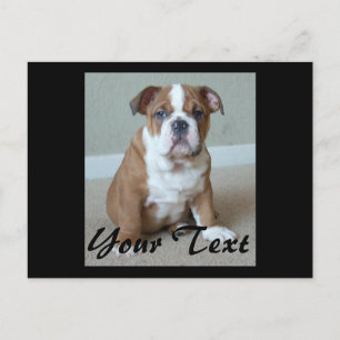 Carte Postale Chippon de Bulldog anglais
