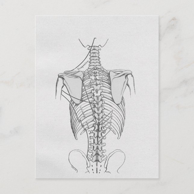 Carte Postale Chiropratique des os de colonne vertébrale (Devant)