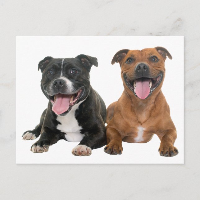 Carte Postale Chiut Puppy Pit Bull Hello Pitbull (Devant)