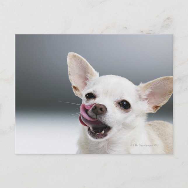 Carte Postale Chiwawa blanc léchant des lèvres (Devant)