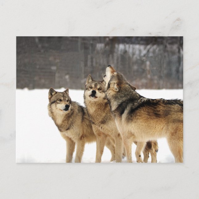 Carte Postale Choc et Awe (Devant)