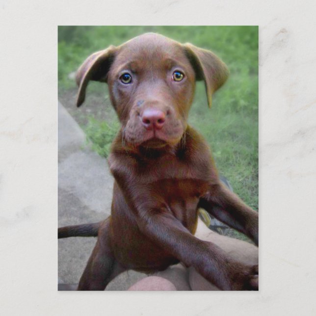 Carte Postale Chocalate Labrador Pittie Puppy Exploration (Devant)