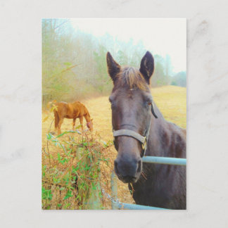 Carte Postale Chocolat cheval Brown