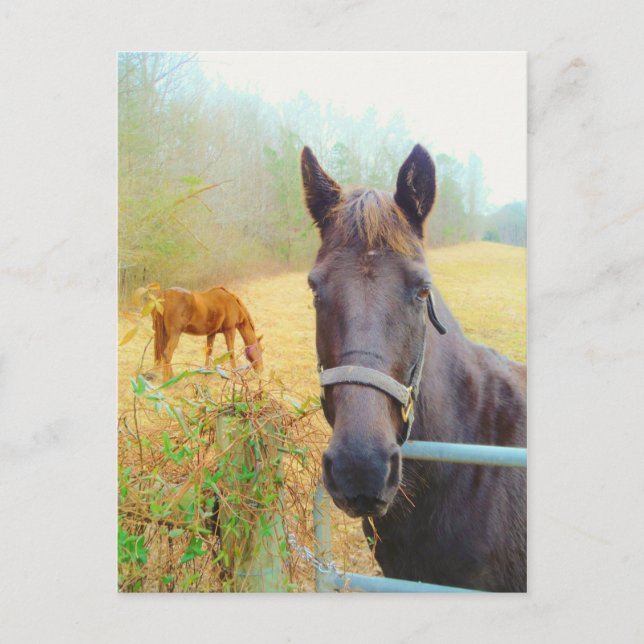 Carte Postale Chocolat cheval Brown (Devant)