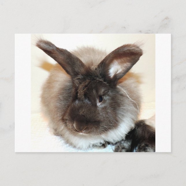 Carte Postale Chocolat Français Angora Lapin Lapin Photo (Devant)