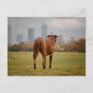 Carte Postale Chocolat Lab Pit Mix Chien - Austin TX