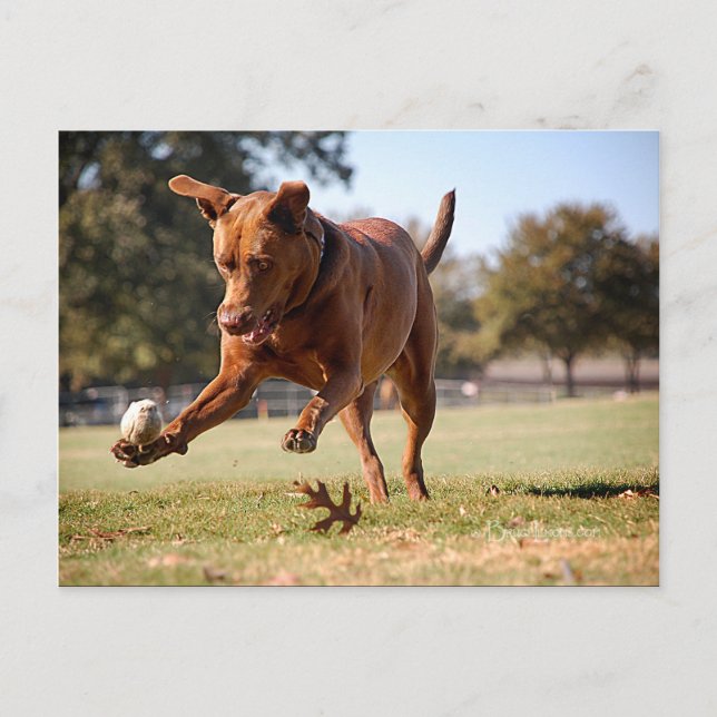 Carte Postale Chocolat Lab Pit Mix Chien Chasse Ball (Devant)