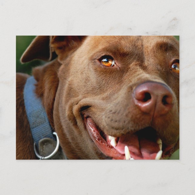 Carte Postale Chocolat Lab Pit Mix Chien joyeux sourire (Devant)