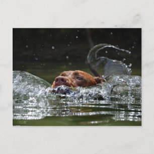 Carte Postale Chocolat Lab Pit Mix Chien Natation 5