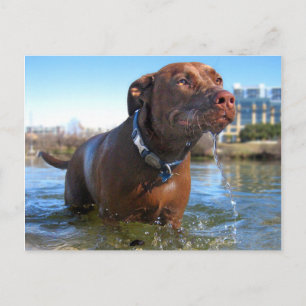 Carte Postale Chocolat Lab Pit Mix Dog Drooling
