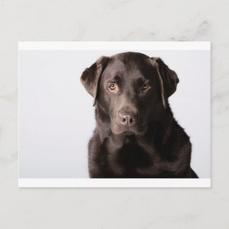Carte Postale Chocolat Labrador