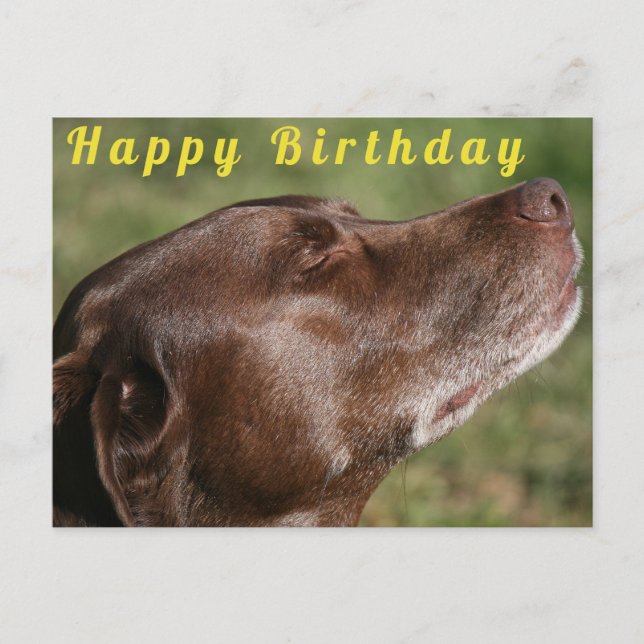 Carte Postale Chocolat mignon Chien du Labrador - Joyeux anniver (Devant)