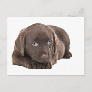 Carte Postale Chocolat mignon Labrador Chiot