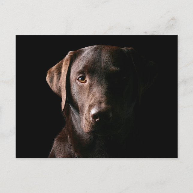 Carte Postale Chocolat renversant Labrador (Devant)