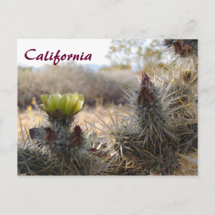 Carte Postale Cholla Cactus & Paysage
