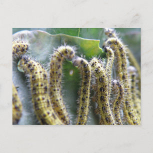 Carte postale Chou Blanc Caterpiliers