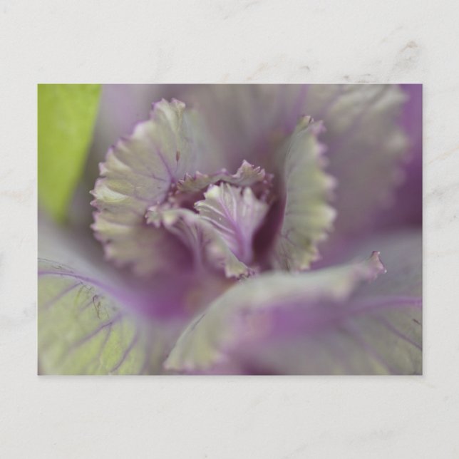 Carte Postale Chou décoratif (Devant)