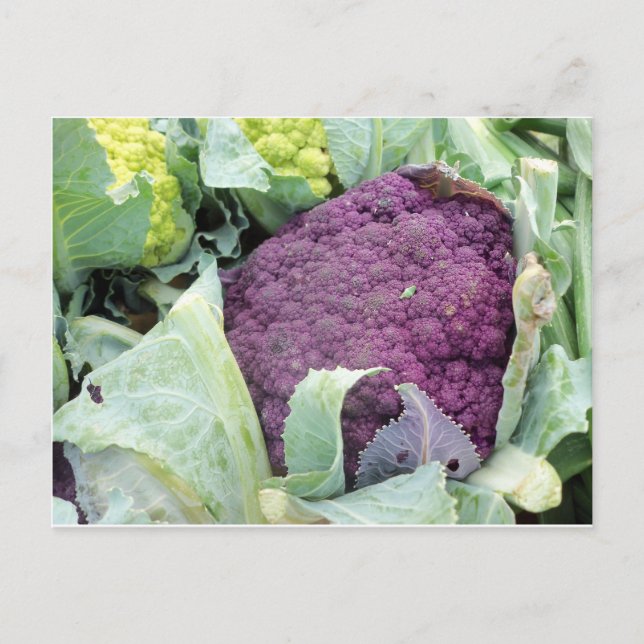 Carte Postale Chou-fleur pourpre (Devant)