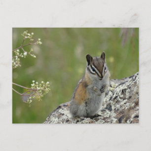Carte Postale chou mignon chipmunk sur rock