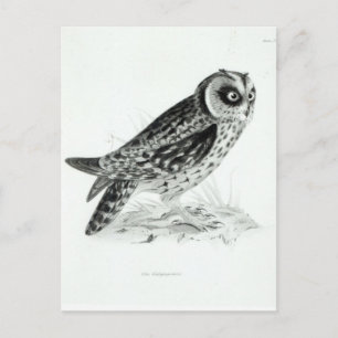 Carte Postale Chouette