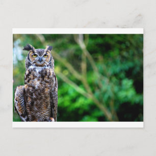 Carte Postale Chouette