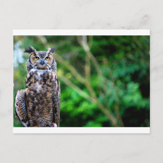 Carte Postale Chouette