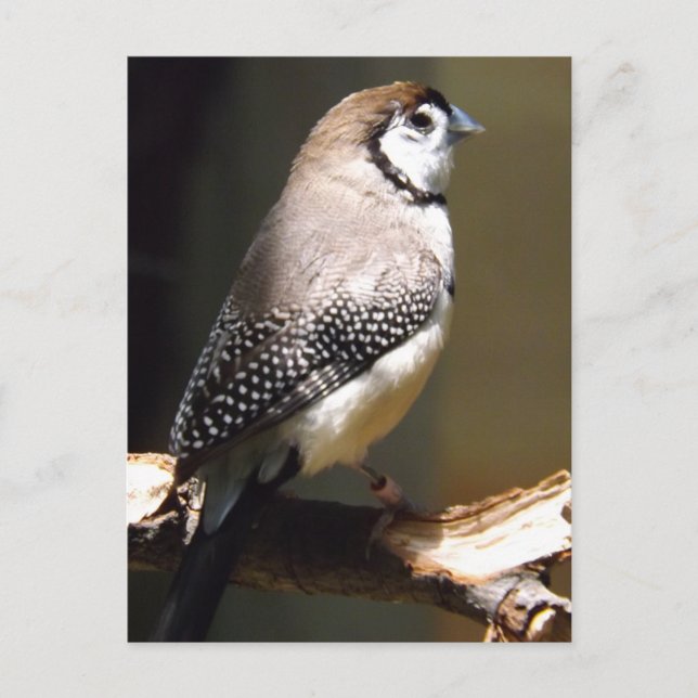 Carte postale Chouette (Devant)