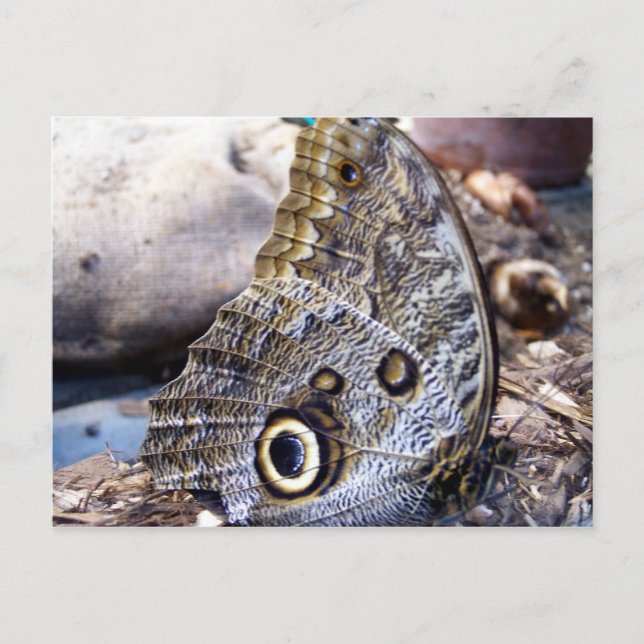 Carte Postale Chouette (Devant)