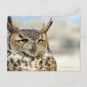 Carte Postale Chouette à cornes (Bubo virginianus)