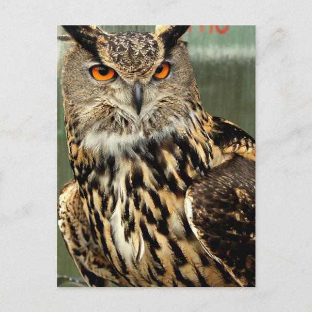 Carte postale Chouette à long rendement (Devant)