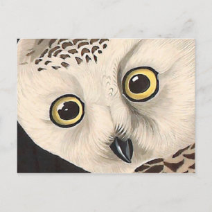 Carte Postale Chouette à neige - Audubon Beaux Vintages Amérique