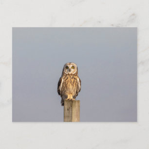 Carte Postale Chouette à oreilles courtes dans les Prairies de S