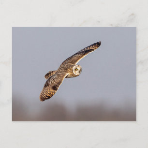 Carte Postale Chouette à oreilles courtes dans les Prairies de S