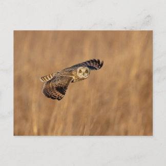 Carte Postale Chouette à oreilles courtes en vol dans les prairi