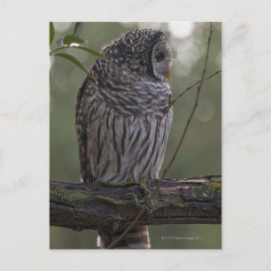 Carte Postale Chouette barrée juvénile (Strix varia) 2