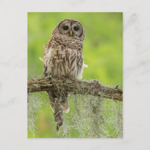 Carte Postale Chouette barrée sur le membre de l'arbre