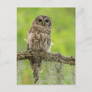 Carte Postale Chouette barrée sur le membre de l'arbre