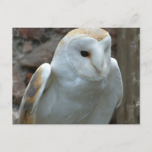 Carte postale Chouette blanche
