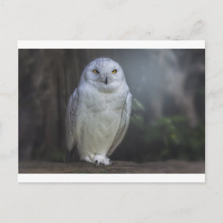 Carte Postale Chouette blanche dans la nuit